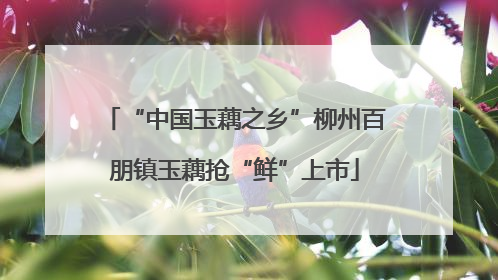 “中国玉藕之乡”柳州百朋镇玉藕抢“鲜”上市