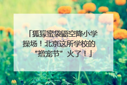 狐獴蜜袋鼯空降小学操场！北京这所学校的“撸宠节”火了！