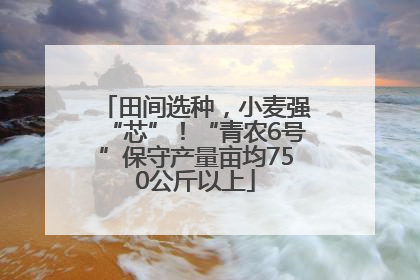 田间选种，小麦强“芯”！“青农6号”保守产量亩均750公斤以上