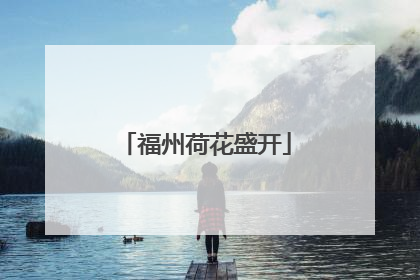 福州荷花盛开