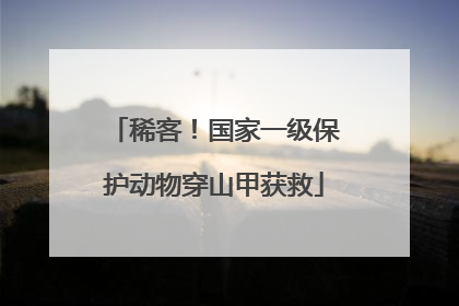 稀客！国家一级保护动物穿山甲获救