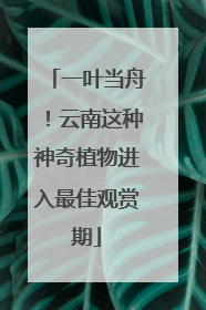 一叶当舟！云南这种神奇植物进入最佳观赏期