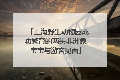 上海野生动物园成功繁育的两头非洲象宝宝与游客见面