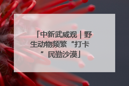 中新武威观｜野生动物频繁“打卡”民勤沙漠