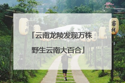 云南龙陵发现万株野生云南大百合