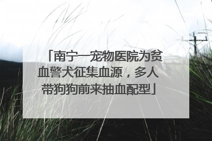 南宁一宠物医院为贫血警犬征集血源，多人带狗狗前来抽血配型