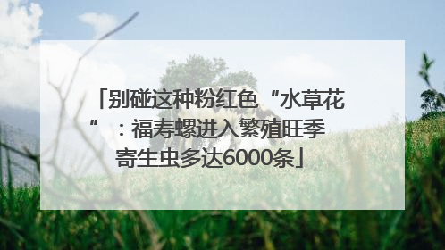 别碰这种粉红色“水草花”：福寿螺进入繁殖旺季 寄生虫多达6000条