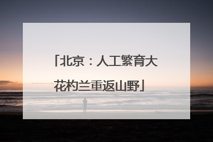 北京：人工繁育大花杓兰重返山野