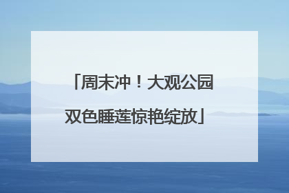 周末冲！大观公园双色睡莲惊艳绽放