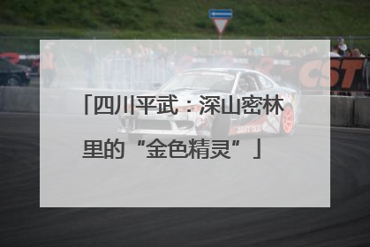 四川平武：深山密林里的“金色精灵”