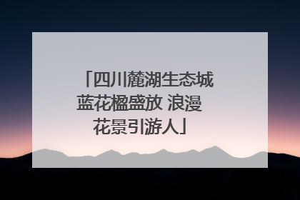 四川麓湖生态城蓝花楹盛放 浪漫花景引游人