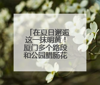 在夏日邂逅这一抹明黄！厦门多个路段和公园腊肠花盛放