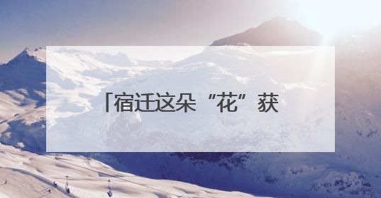 宿迁这朵“花”获央媒、省媒点赞！