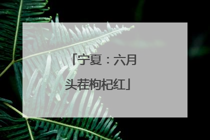 宁夏：六月头茬枸杞红