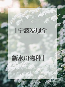 宁波发现全新水母物种