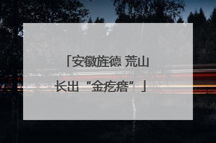 安徽旌德 荒山长出“金疙瘩”