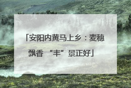 安阳内黄马上乡：麦穗飘香 “丰”景正好