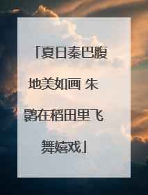 夏日秦巴腹地美如画 朱鹮在稻田里飞舞嬉戏