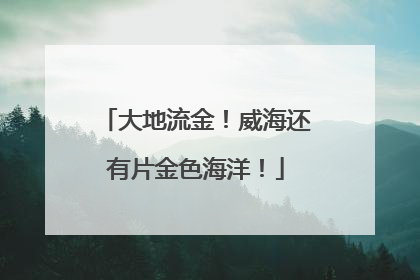 大地流金！威海还有片金色海洋！