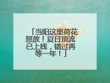 当阳这里荷花怒放！夏日顶流已上线，错过再等一年！