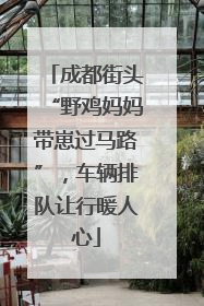 成都街头“野鸡妈妈带崽过马路”，车辆排队让行暖人心