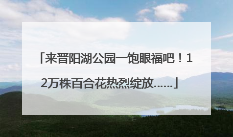 来晋阳湖公园一饱眼福吧！12万株百合花热烈绽放……