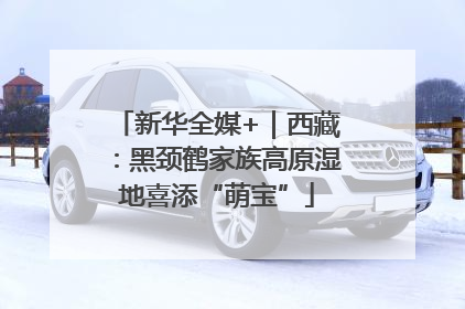 新华全媒+｜西藏：黑颈鹤家族高原湿地喜添“萌宝”