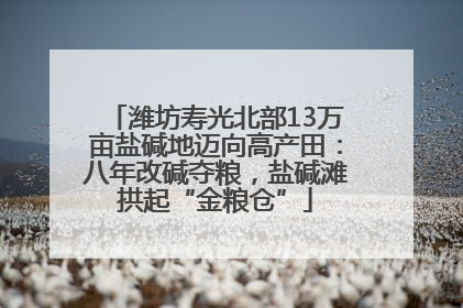 潍坊寿光北部13万亩盐碱地迈向高产田：八年改碱夺粮，盐碱滩拱起“金粮仓”