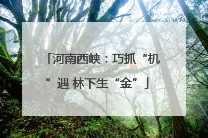 河南西峡：巧抓“机”遇 林下生“金”