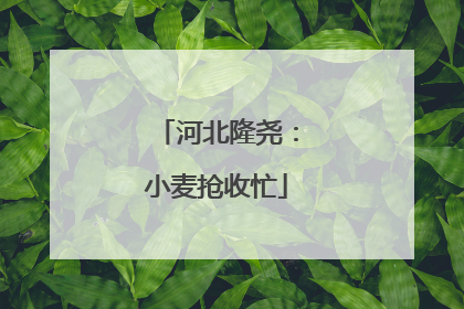 河北隆尧：小麦抢收忙