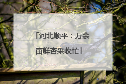 河北顺平：万余亩鲜杏采收忙