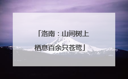 洛南：山间树上栖息百余只苍鹭