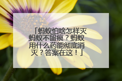 蚂蚁怕啥怎样灭蚂蚁不留痕？蚂蚁用什么药能彻底消灭？答案在这！