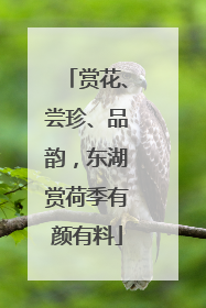 赏花、尝珍、品韵，东湖赏荷季有颜有料