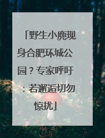 野生小麂现身合肥环城公园？专家呼吁：若邂逅切勿惊扰