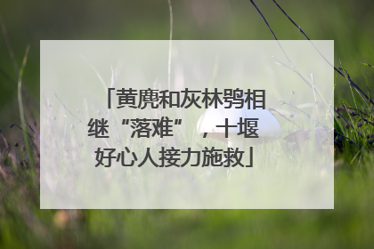 黄麂和灰林鸮相继“落难”，十堰好心人接力施救